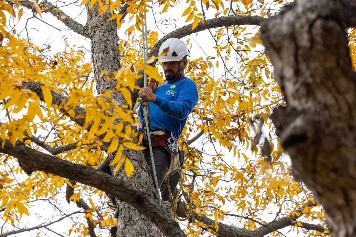 Skilled Tree Planing crew working in Englewood Cliffs