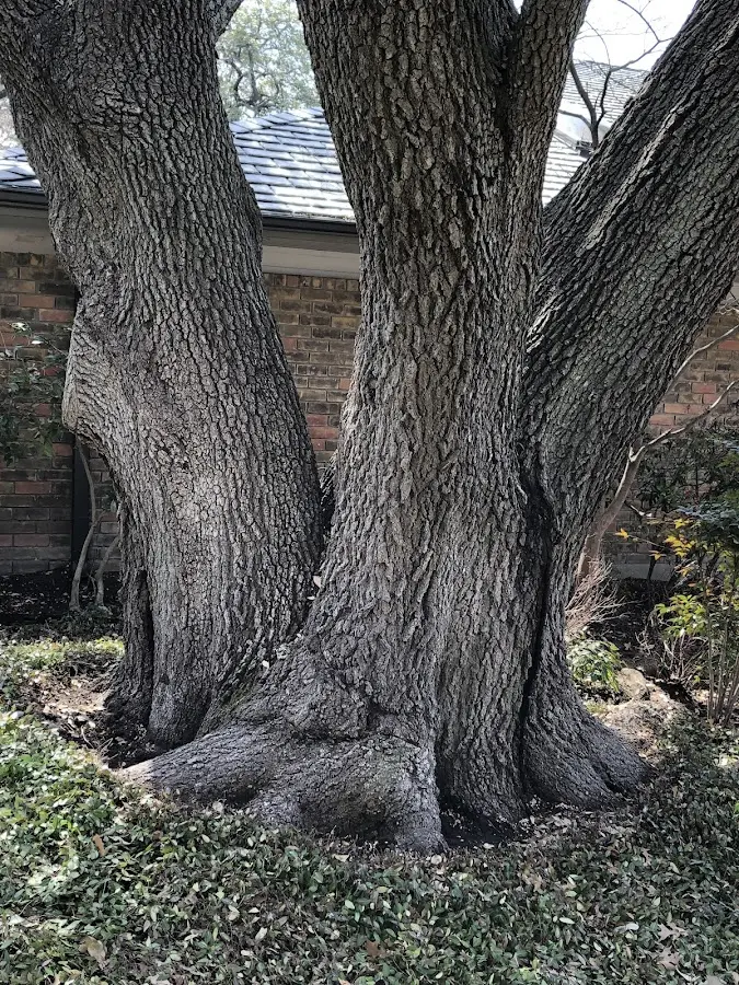 Mature heritage tree close to a Englewood Cliffs property cared for by certified arborists